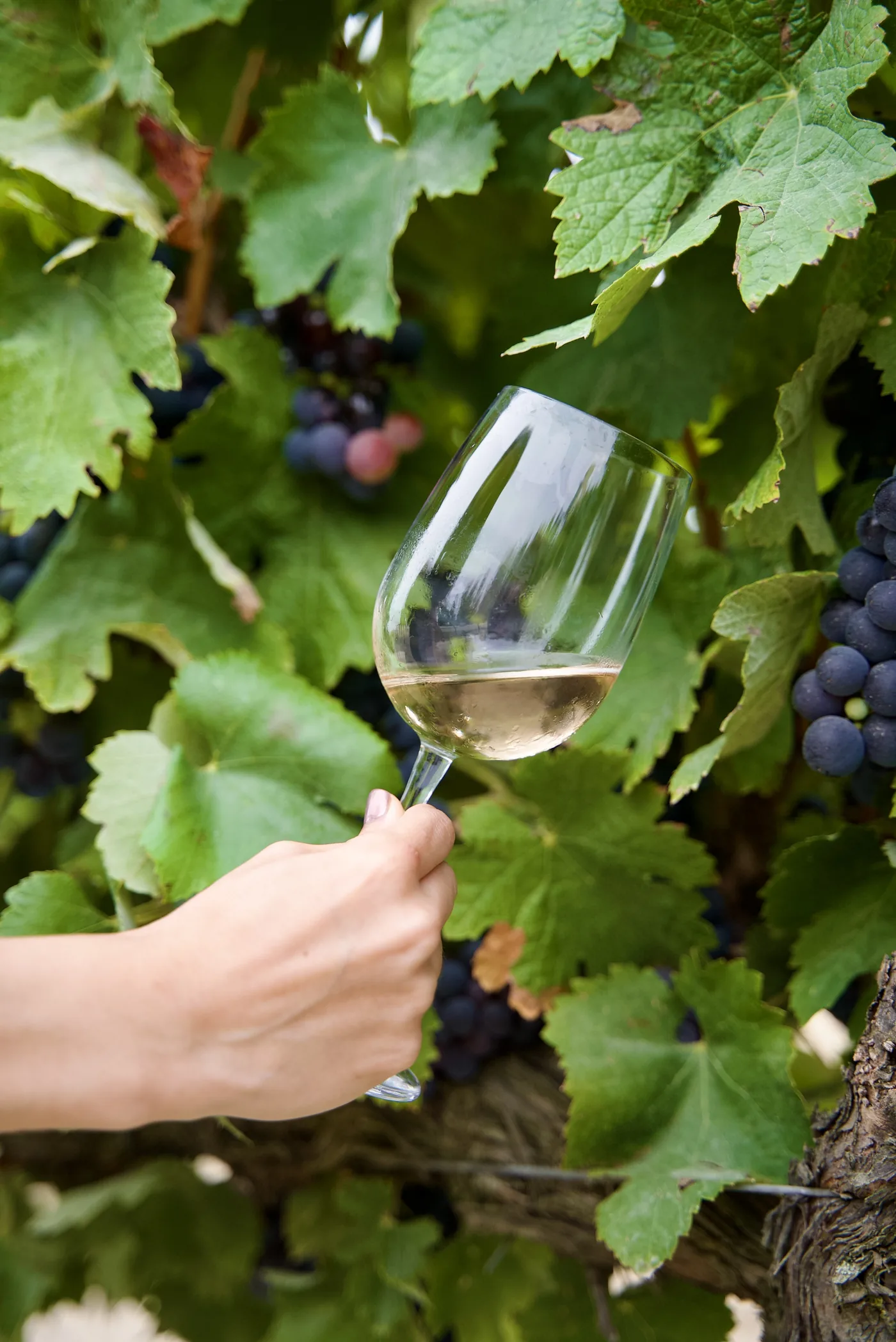 Guest holding a glass of Portuguese wine among vineyard vines during a wine tour near Lisbon.