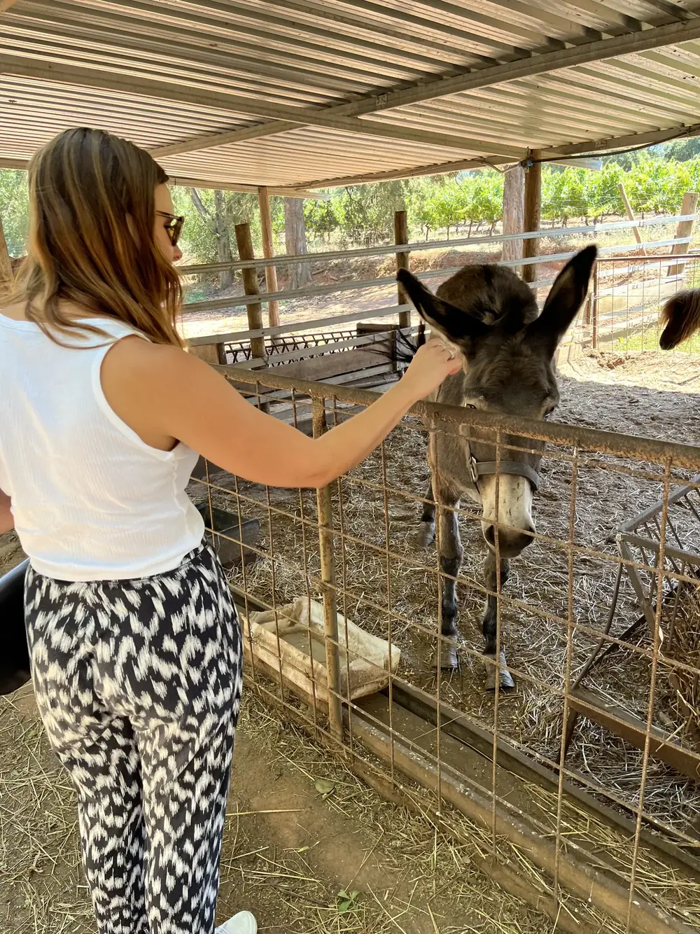 Guest meeting a donkey during a winery visit on a private wine tour in Portugal.