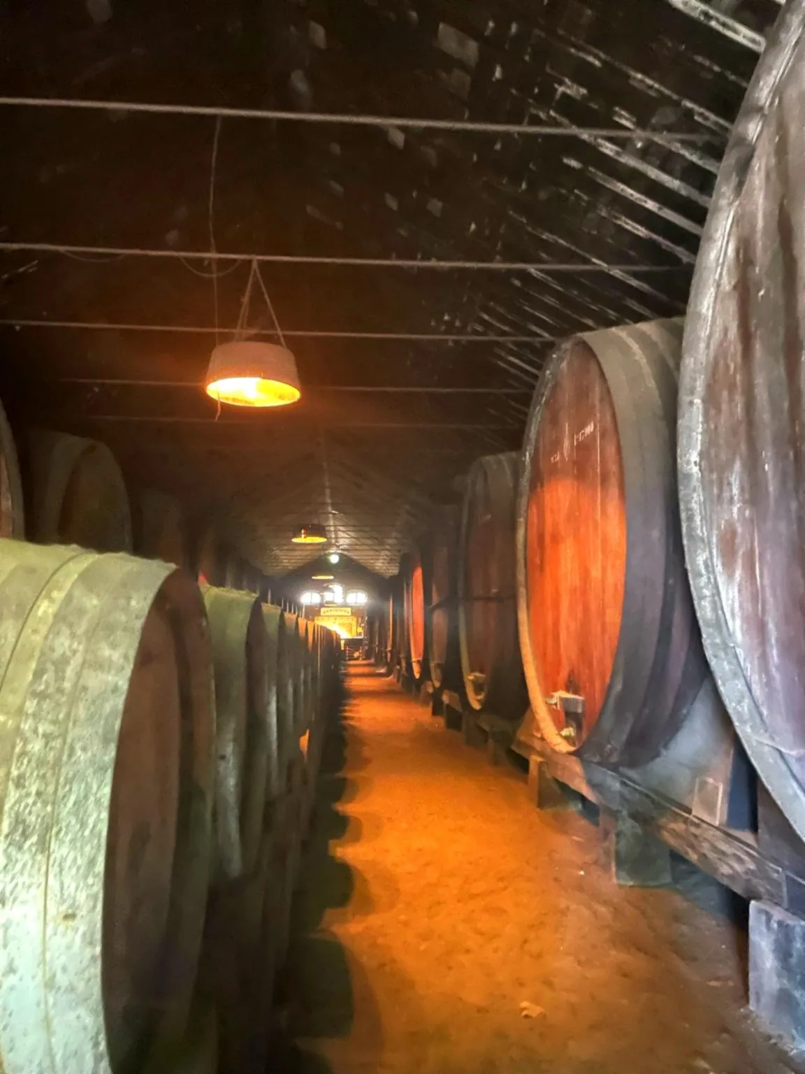 Historic oak barrel cellar at a family winery in Portugal's Setúbal wine region.