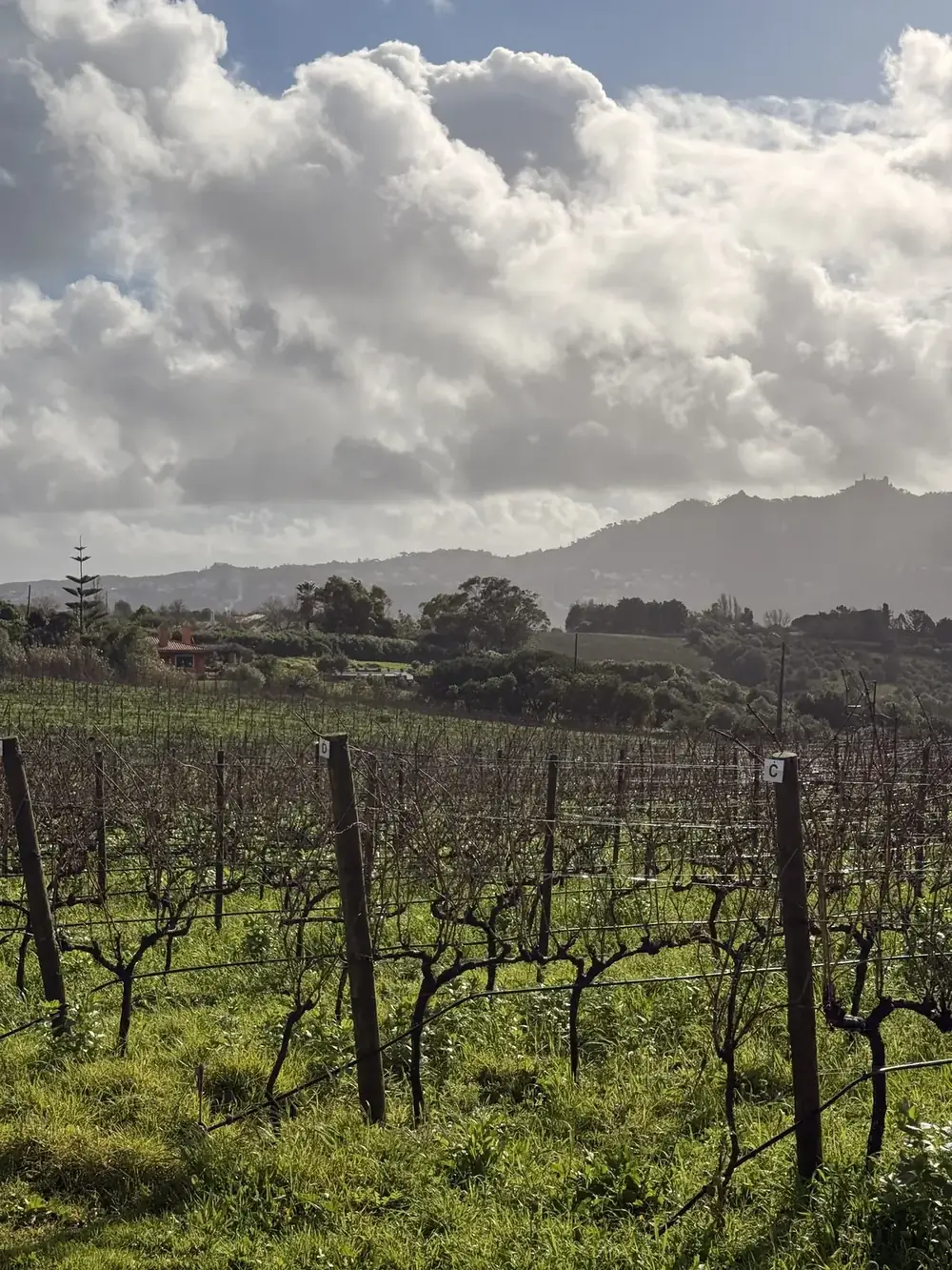 Historic vineyards in the Colares wine region near Sintra, Portugal.