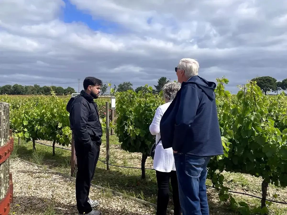 Guests walking through vineyards with a local wine expert in Setúbal, Portugal