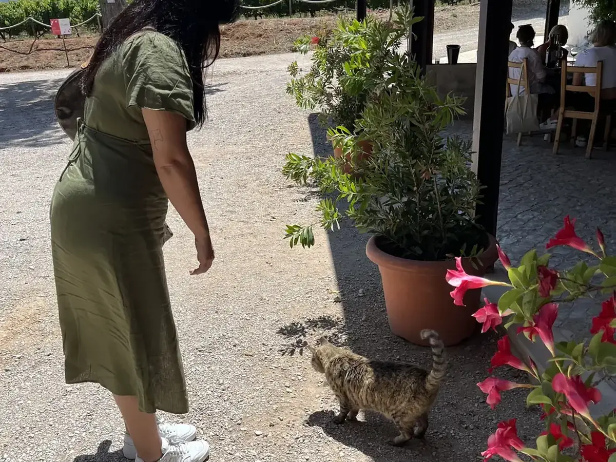 Guest interacting with a cat at Quinta de Alcube winery in the Setúbal wine region of Portugal