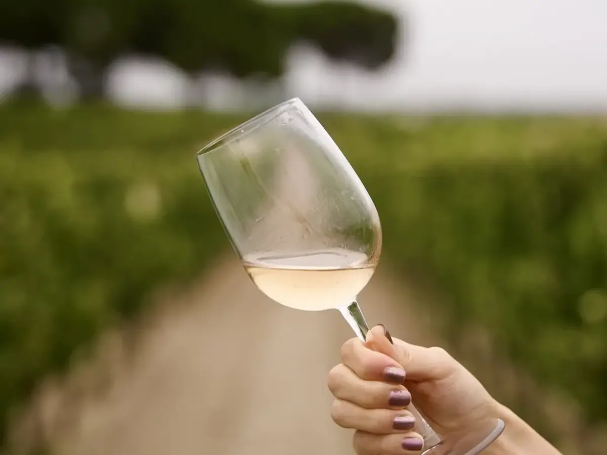 A glass of Portuguese wine held among vineyard rows in the Setúbal Peninsula