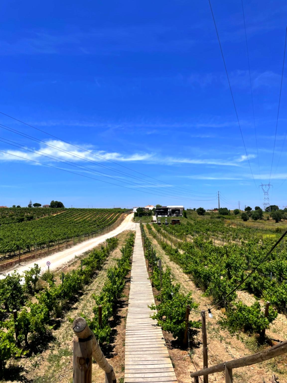 Walkway through Portuguese vineyards leading to a winery in Portugal's wine country.