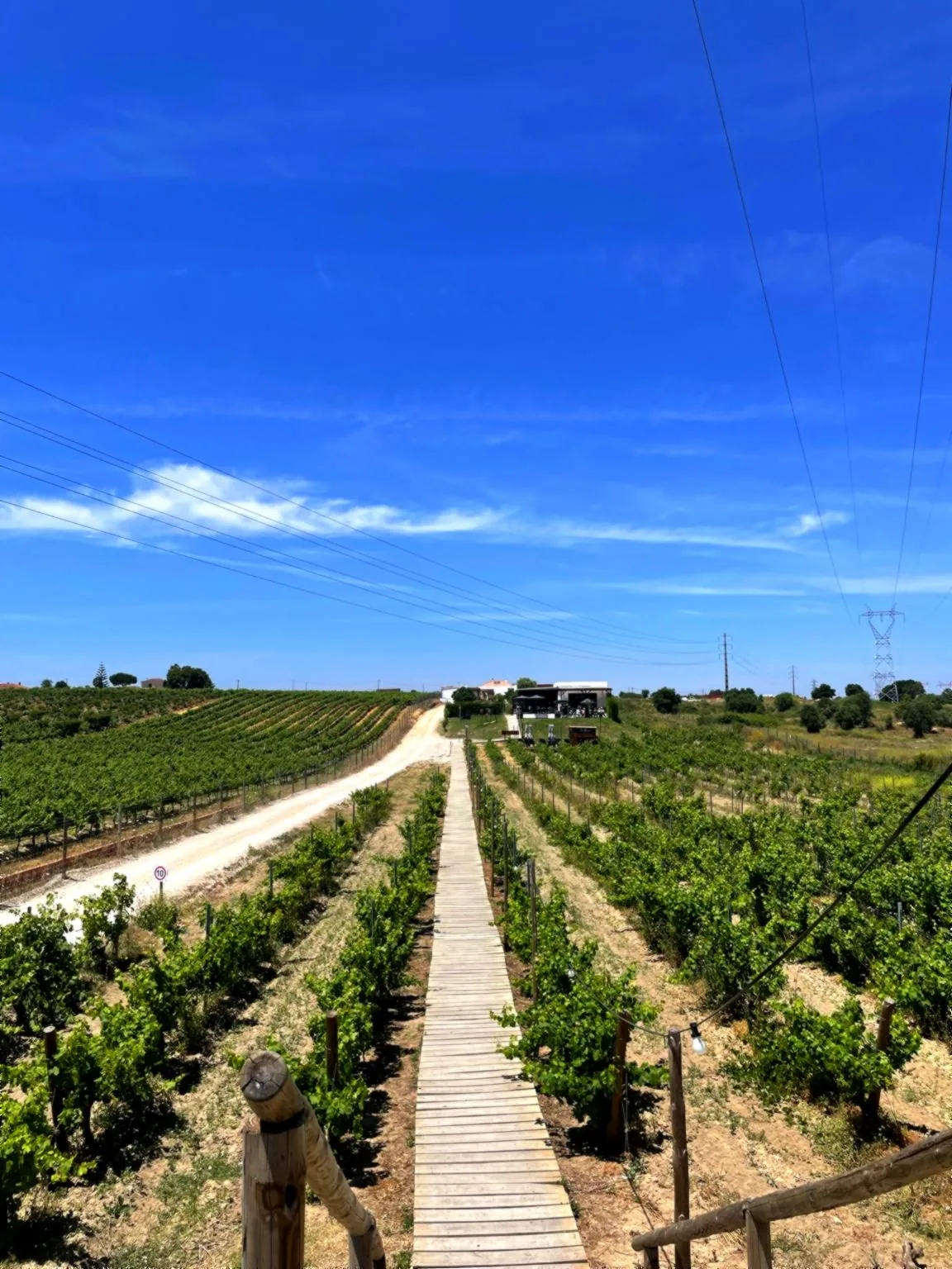Walkway through Portuguese vineyards leading to a winery in Portugal's wine country.