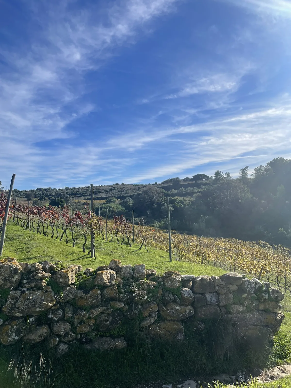Rolling vineyards in Portugal's Alenquer wine region, just north of Lisbon, with limestone hills and traditional stone walls.