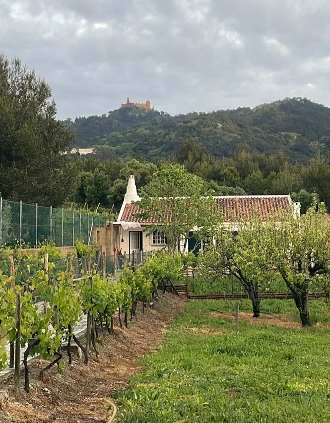 Vineyard and traditional farmhouse with Pena Palace overlooking the Sintra hills near Portugal's Colares wine region.