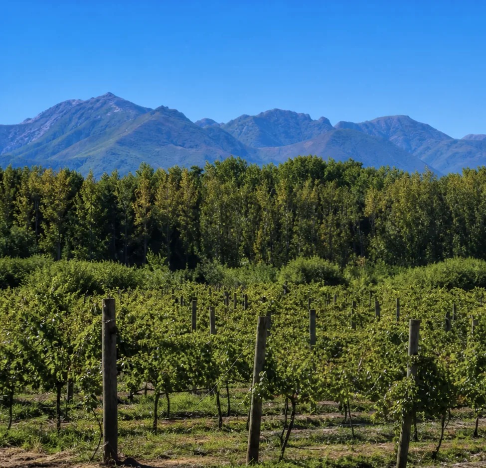 Vineyards on the Setúbal Peninsula with the Serra da Arrábida mountains near Lisbon, Portugal.