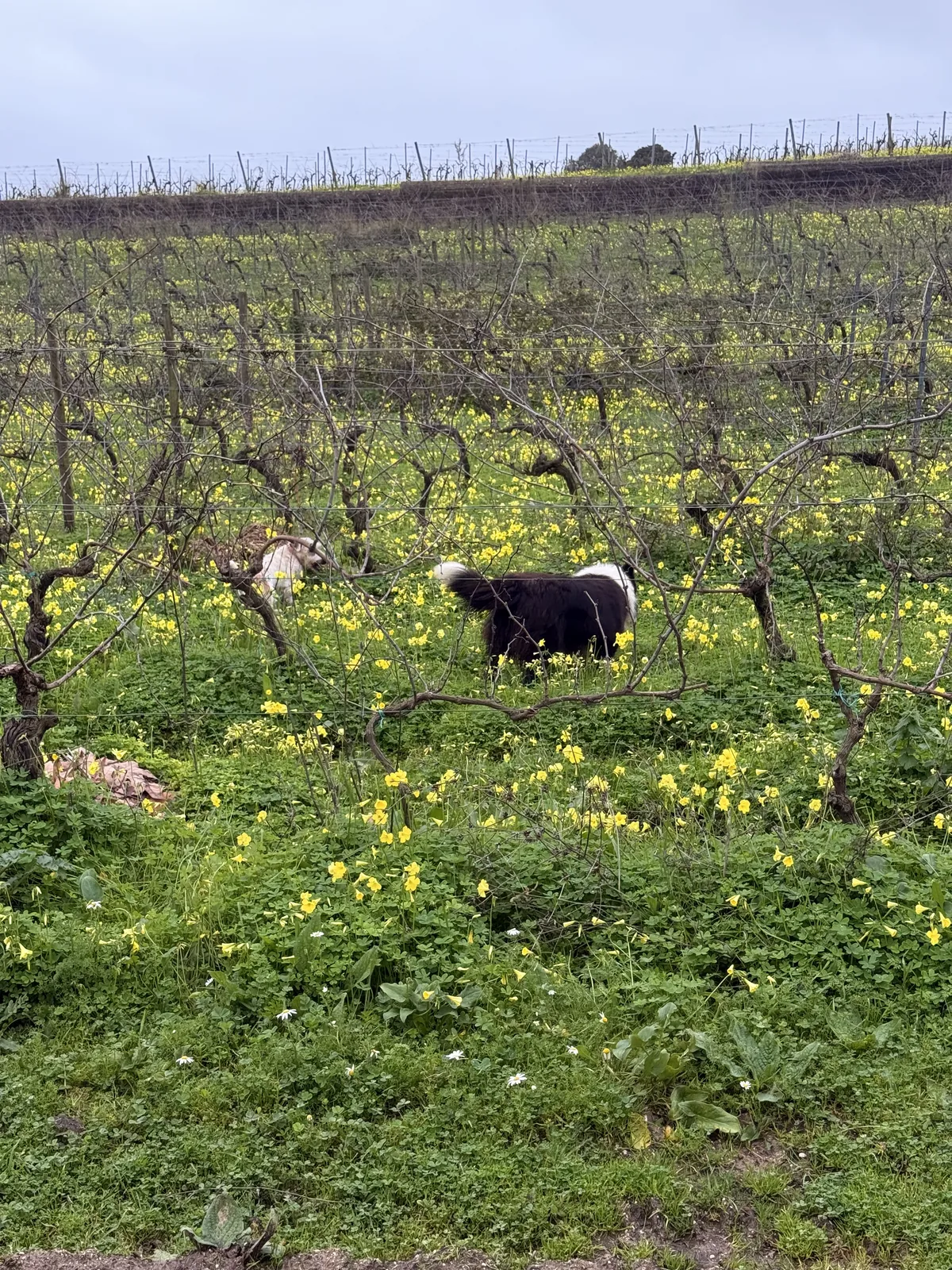 Vineyard in the Torres Vedras wine region near Lisbon, Portugal, with wildflowers and vineyard dogs in a working family estate.