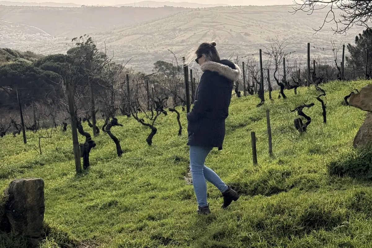 Walking through historic ungrafted vineyards in Colares, Portugal